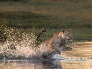 Обои животные, кошка, брызги, прыжок, лев, охота, львица, хищница, animals, cat, squirt, jump, leo, hunting, lioness, predator разрешение 2500x1301 Загрузить