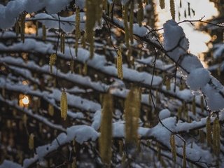 Обои снег, природа, дерево, зима, ветки, snow, nature, tree, winter, branches разрешение 6016x4016 Загрузить