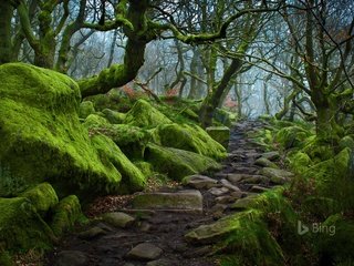 Обои деревья, природа, лес, тропинка, мох, bing, trees, nature, forest, path, moss разрешение 1920x1200 Загрузить