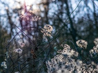 Обои природа, растения, лес, зима, боке, nature, plants, forest, winter, bokeh разрешение 6000x4000 Загрузить