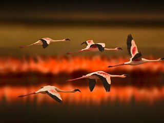 Обои озеро, полет, фламинго, птицы, lake, flight, flamingo, birds разрешение 1920x1080 Загрузить