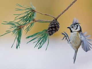 Обои ветка, птица, шишка, франция, сосна, синица, хохлатая, branch, bird, bump, france, pine, tit, crested разрешение 1920x1200 Загрузить