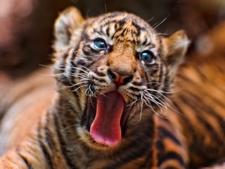 Обои тигр, животные, тигренок, дикие кошки, язык, tiger, animals, wild cats, language разрешение 1920x1200 Загрузить