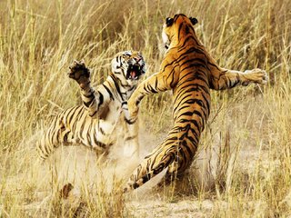 Обои тигр, животные, борьба, драка, тигры, бой тигров, tiger, animals, fight, tigers, fight tigers разрешение 1920x1080 Загрузить