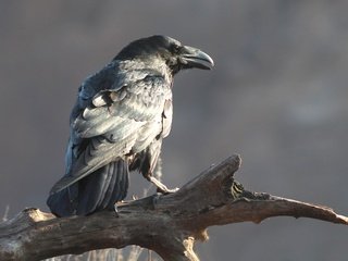 Обои птица, клюв, ворон, corvus corax, bird, beak, raven разрешение 3741x2398 Загрузить