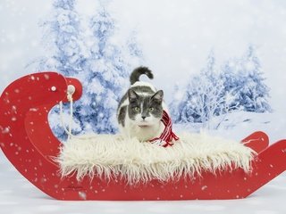 Обои зима, кот, кошка, взгляд, сани, фотосессия, шарфик, winter, cat, look, sleigh, photoshoot, scarf разрешение 5779x3757 Загрузить