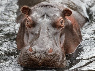 Обои морда, вода, природа, взгляд, бегемот, гиппопотам, face, water, nature, look, hippo разрешение 2560x1707 Загрузить