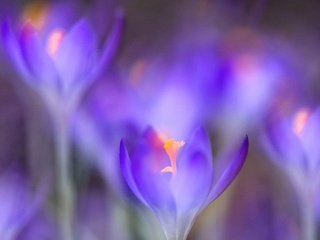 Обои цветы, макро, весна, крокусы, flowers, macro, spring, crocuses разрешение 3600x2400 Загрузить