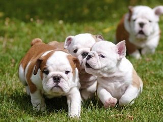 Обои трава, щенки, бульдог, английский, возня, grass, puppies, bulldog, english, fuss разрешение 1920x1080 Загрузить