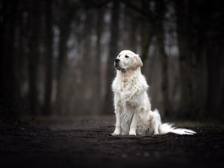 Обои взгляд, собака, темный фон, друг, золотистый ретривер, look, dog, the dark background, each, golden retriever разрешение 2560x1707 Загрузить