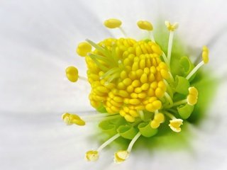 Обои макро, цветок, белый, белый цветок, морозник, macro, flower, white, white flower, hellebore разрешение 4000x3000 Загрузить