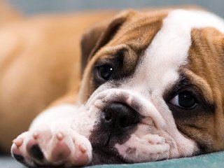 Обои мордочка, щенок, бульдог, английский, muzzle, puppy, bulldog, english разрешение 1920x1253 Загрузить