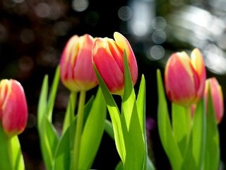 Обои цветы, бутоны, весна, тюльпаны, боке, flowers, buds, spring, tulips, bokeh разрешение 2048x1368 Загрузить