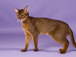 Обои кошка, порода, грация, абиссинская кошка, cat, breed, grace, abyssinian cat разрешение 1920x1246 Загрузить