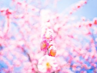 Обои цветение, фон, весна, сакура, flowering, background, spring, sakura разрешение 2048x1365 Загрузить