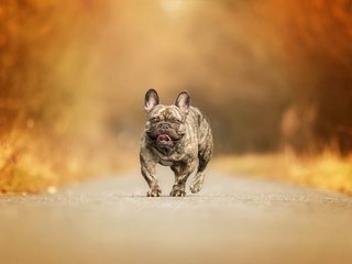 Обои дорога, фон, собака, французский бульдог, road, background, dog, french bulldog разрешение 2560x1659 Загрузить