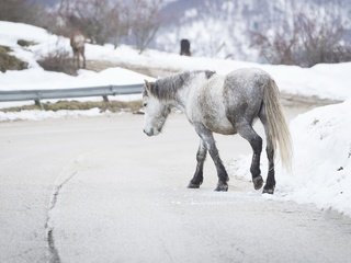 Обои дорога, лошадь, снег, зима, фон, лошади, конь, road, horse, snow, winter, background разрешение 2560x1446 Загрузить