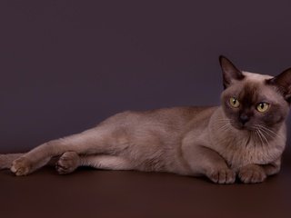 Обои кот, кошка, красавец, бурманская, бурманский, cat, handsome, burmese разрешение 3000x1934 Загрузить