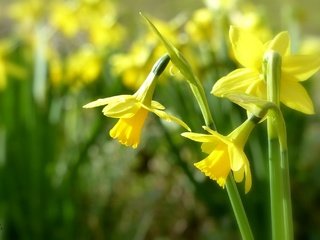 Обои цветы, нарциссы, желтые, боке, трио, flowers, daffodils, yellow, bokeh, trio разрешение 2048x1386 Загрузить