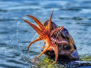 Обои море, осьминог, пасть, улов, морской лев, sea, octopus, mouth, catch, sea lion разрешение 2500x2000 Загрузить