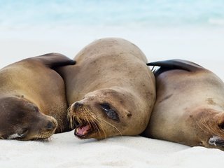 Обои природа, тюлень, морской лев, тюлени, zalophus wollebaeki, galápagos sea lions, морские львы, nature, seal, sea lion, seals, sea lions разрешение 2595x1440 Загрузить