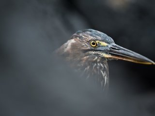 Обои птица, цапля, butorides sundevalli, lava heron, bird, heron разрешение 2601x1440 Загрузить