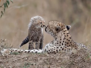 Обои природа, фон, гепарды, nature, background, cheetahs разрешение 2500x1519 Загрузить