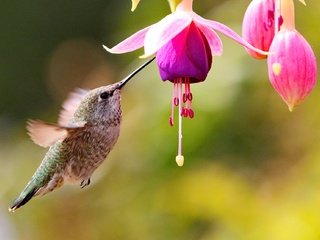 Обои бутоны, цветок, птица, колибри, фуксия, buds, flower, bird, hummingbird, fuchsia разрешение 2048x1286 Загрузить