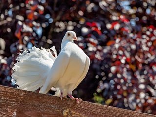 Обои природа, птица, голубь, балка, nature, bird, dove, beam разрешение 5910x3940 Загрузить
