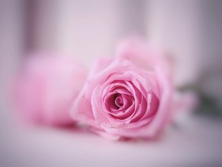 Обои макро, фон, цветок, роза, розовая, macro, background, flower, rose, pink разрешение 2560x1754 Загрузить