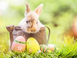 Обои цветы, довольная, трава, зайка, кролик, яйца крашеные, пасха,  цветы, глазунья, декорация, весенние, зеленые пасхальные, flowers, happy, grass, bunny, rabbit, the painted eggs, easter, eggs, decoration, spring разрешение 8000x5333 Загрузить