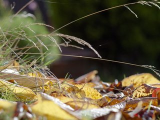 Обои трава, природа, листья, макро, осень, grass, nature, leaves, macro, autumn разрешение 1920x1200 Загрузить