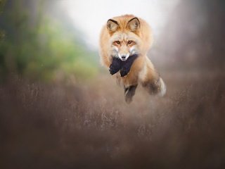 Обои природа, прыжок, лиса, лисица, животное, nature, jump, fox, animal разрешение 2048x1365 Загрузить