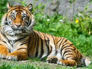 Обои тигр, трава, природа, животные, большая кошка, тигр.животные, tiger, grass, nature, animals, big cat, tiger.animals разрешение 1920x1080 Загрузить