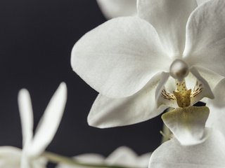 Обои цветы, макро, лепестки, белые, орхидеи, flowers, macro, petals, white, orchids разрешение 5330x3558 Загрузить