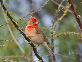 Обои природа, ветви, птица, чечевица, carpodacus, обыкновенная чечевица, nature, branch, bird, lentils, common rosefinch разрешение 1920x1200 Загрузить