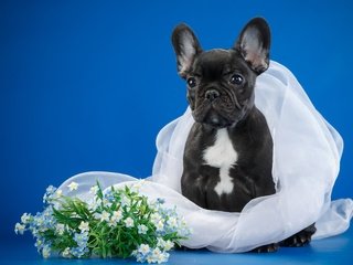 Обои цветы, собака, щенок, бульдог, вуаль, французский бульдог, flowers, dog, puppy, bulldog, veil, french bulldog разрешение 3000x1941 Загрузить