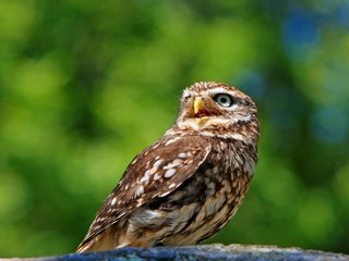 Обои сова, природа, птица, животное, оперение, домовый сыч, kaz, owl, nature, bird, animal, tail, the little owl разрешение 3083x2158 Загрузить