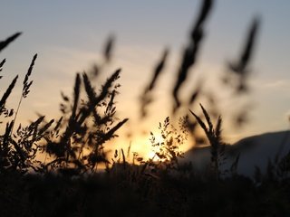 Обои небо, трава, природа, поле, колоски, силуэт, сумерки, matt milton, the sky, grass, nature, field, spikelets, silhouette, twilight разрешение 3648x2432 Загрузить