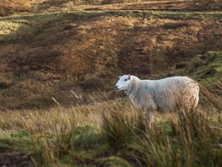 Обои трава, поле, животное, овца, milada vigerova, grass, field, animal, sheep разрешение 3790x2527 Загрузить