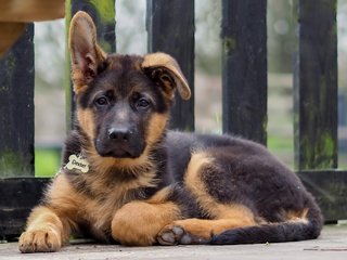 Обои взгляд, собака, щенок, друг, немецкая овчарка, look, dog, puppy, each, german shepherd разрешение 2048x1365 Загрузить