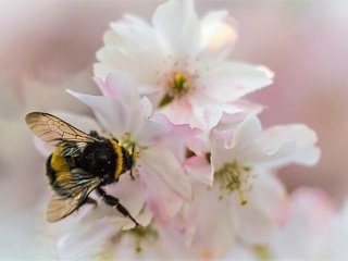 Обои природа, насекомое, цветок, лепестки, сад, шмель, nature, insect, flower, petals, garden, bumblebee разрешение 2048x1365 Загрузить