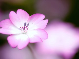 Обои цветы, лепестки, розовые, flowers, petals, pink разрешение 2560x1600 Загрузить