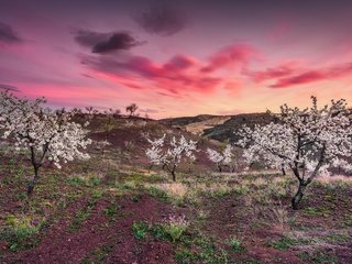 Обои небо, облака, деревья, закат, весна, the sky, clouds, trees, sunset, spring разрешение 2048x1204 Загрузить