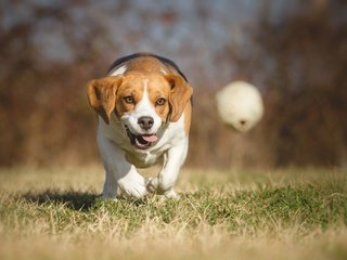 Обои трава, гончая, природа, бигль, парк, собака, игра, прогулка, мяч, боке, grass, hound, nature, beagle, park, dog, the game, walk, the ball, bokeh разрешение 4915x3072 Загрузить