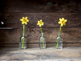 Обои цветы, фон, нарциссы, банки, flowers, background, daffodils, banks разрешение 2048x1365 Загрузить