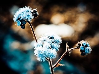 Обои трава, природа, макро, иней, растение, grass, nature, macro, frost, plant разрешение 1920x1093 Загрузить