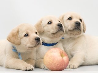 Обои яблоко, щенки, лабрадор, собаки, трио, ретривер, apple, puppies, labrador, dogs, trio, retriever разрешение 2100x1330 Загрузить