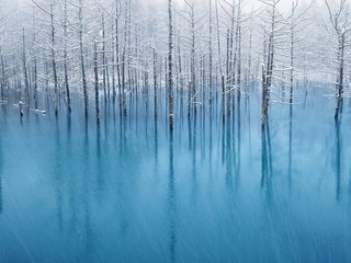 Обои деревья, вода, отражение, пейзаж, иней, наводнение, trees, water, reflection, landscape, frost, flood разрешение 1920x1200 Загрузить