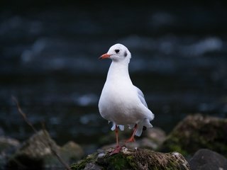 Обои природа, камни, чайка, птица, nature, stones, seagull, bird разрешение 4896x3264 Загрузить